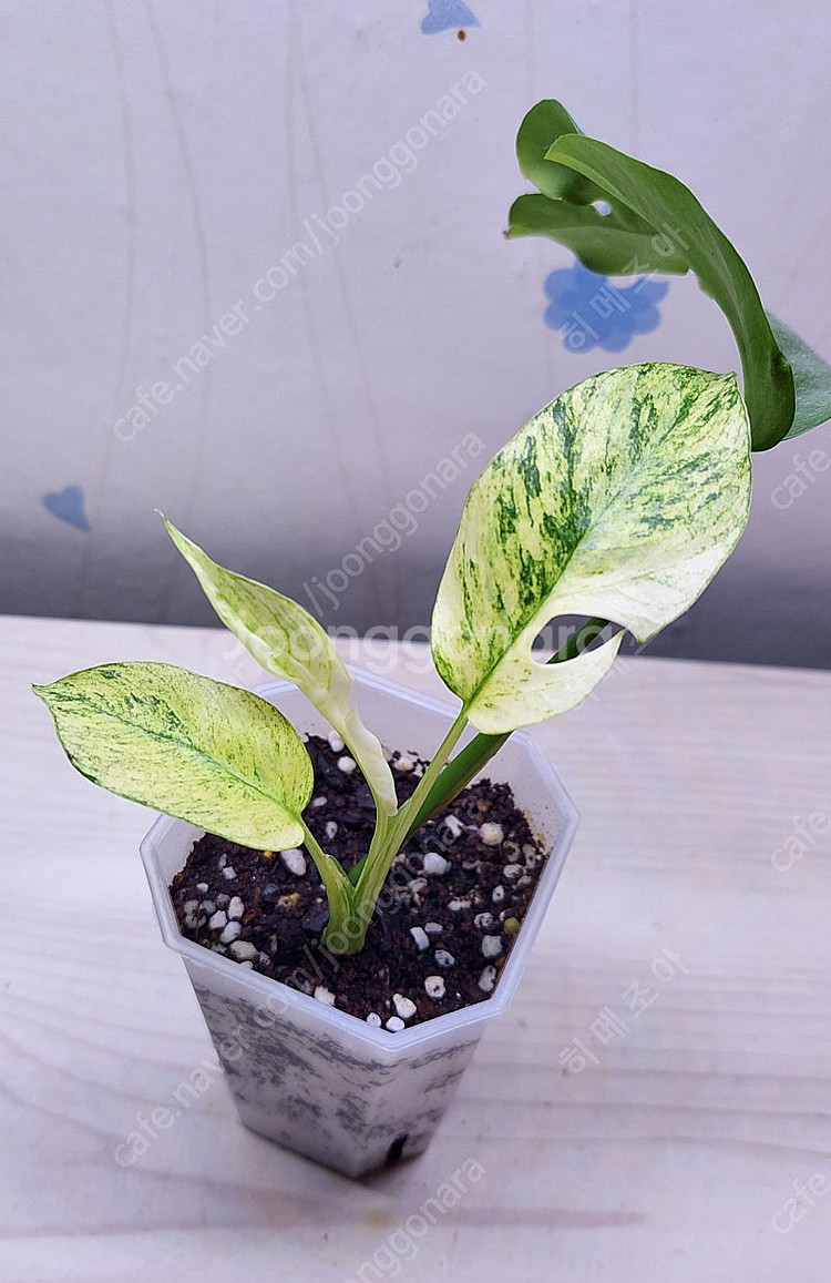 풀민트 히메, 화이트민트 히메, 무늬 히메, 핑크미칸, 마야리 바리에가타 등 여러 희귀식물 분양해요--0